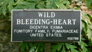 Wild Bleeding-Heart